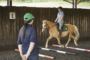 One Hour Horse Riding Experience - UK Wide - 35.00 One Hour Horse Riding Experience - UK Wide