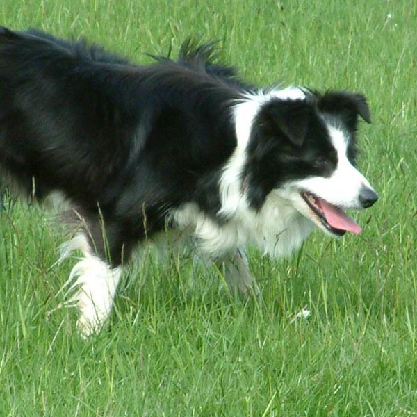 border collie price