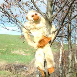Hanging Gibbon