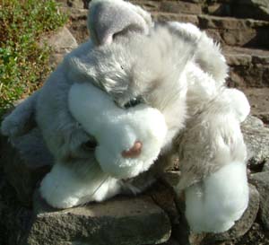 Grey and White Cat