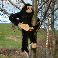 Hanging Chimp