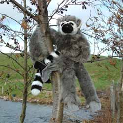 Hanging Lemur