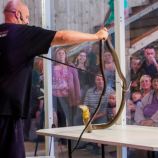 Venomous Snake Show