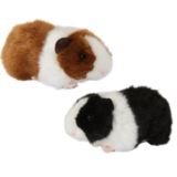 Squeaking Guinea Pig