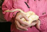 Reptile Encounter