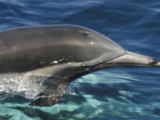 Dolphin Watching for Two