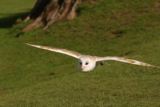 Owl Encounter in Derbyshire