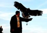 Bird of Prey Day UK Wide