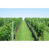 Vineyard Tour for Two