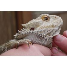 Reptile Encounter