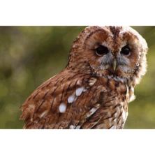 Children's Owl Experience