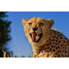 Big Cat Encounter