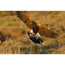 Hawk Walk in Derbyshire