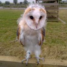 Owl Encounter in Derbyshire