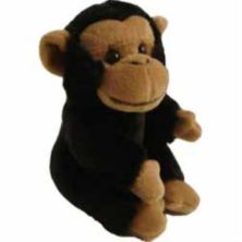 Baby Chimpanzee