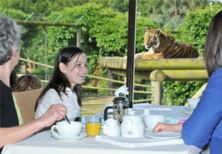 Breakfast with the Big Cats