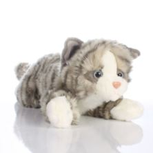 Grey and White Cat