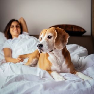 Dog Friendly Stays Product Image
