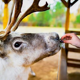 Meet The Reindeer for Two Product Image