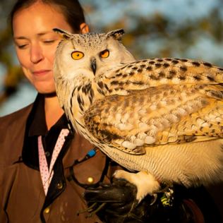VIP Experience for Two at Eagle Heights Wildlife Foundation Product Image