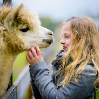 Alpaca Walk for a Family of Four Product Image