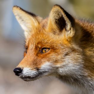Fox Encounter for Two at Ark Wildlife Park Product Image