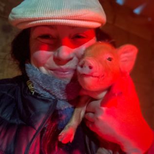 Meet the Pigs for Two Product Image