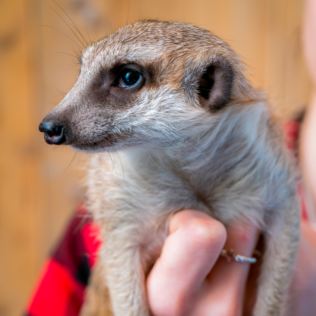 Meet the Meerkats for Two Product Image