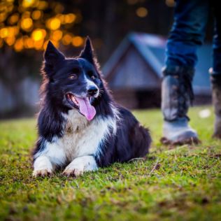 One Man & His Dog Product Image