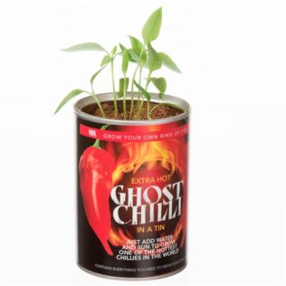 Grow Your Own Ghost Chilli Product Image