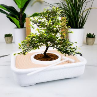 The Art of Bonsai Grow Kit Product Image