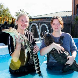 Swim with the Crocodiles for Two Product Image