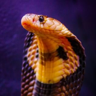 Venomous Snake Tour Product Image