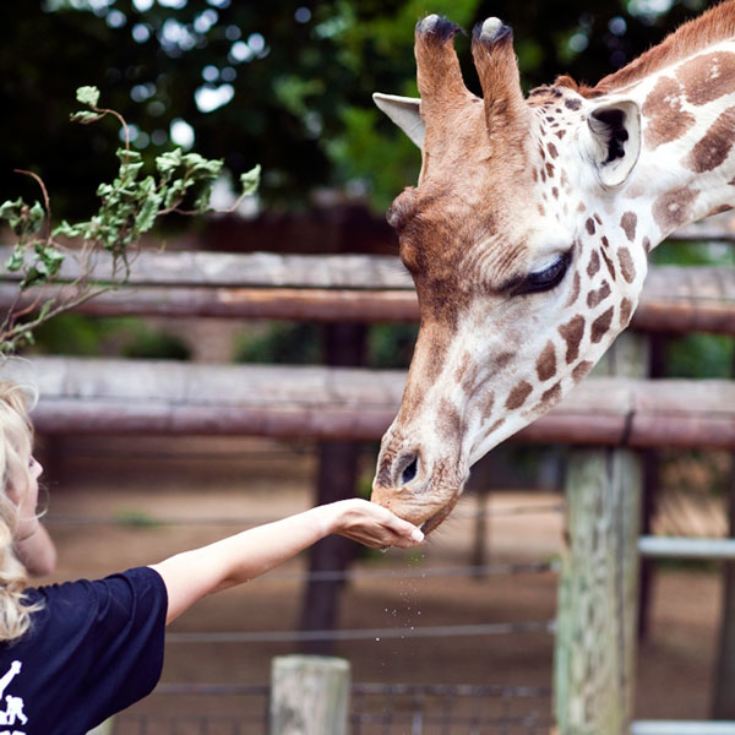 Keeper for a Day at ZSL London Zoo The Gift Experience