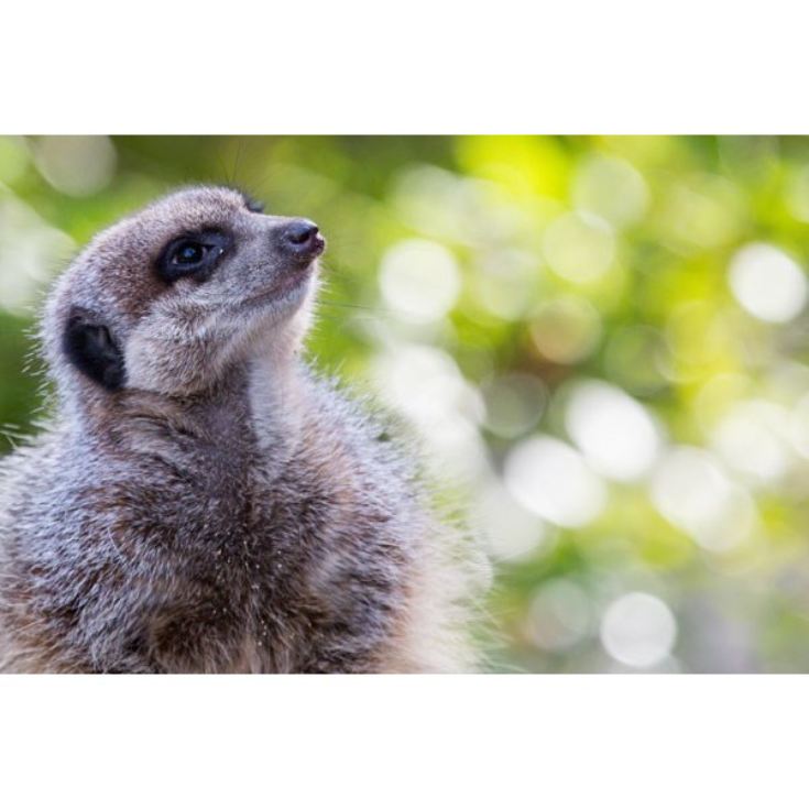 Adopt a Meerkat including Tickets to Paradise Wildlife Park The Gift