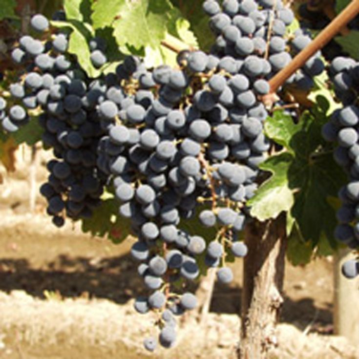 Vineyard Tour and Tasting for Two product image
