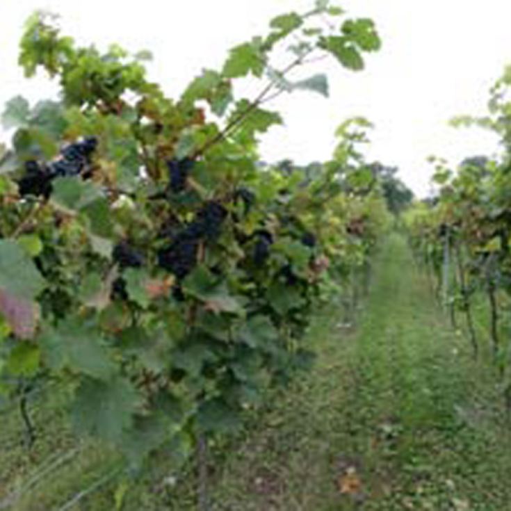 Vineyard Tour and Tasting for Two product image