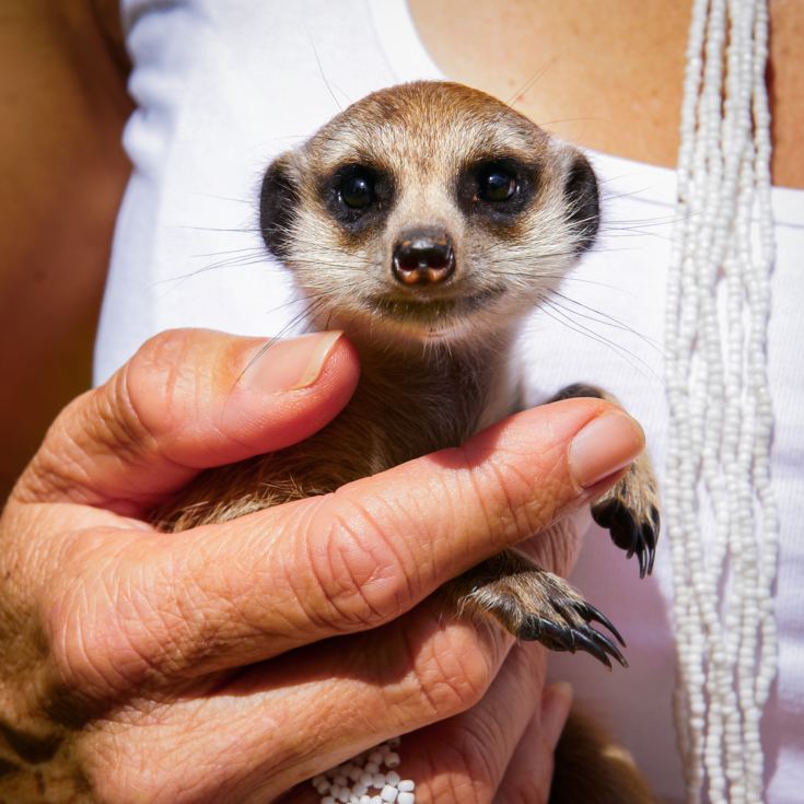 Meet the Meerkats for Two product image