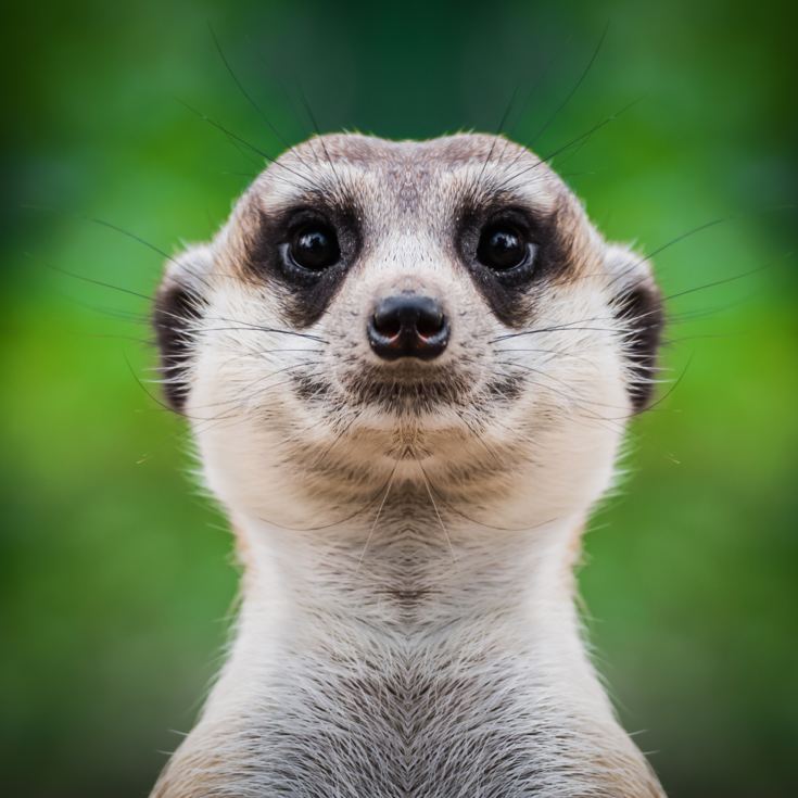 Meet the Meerkats for Two product image