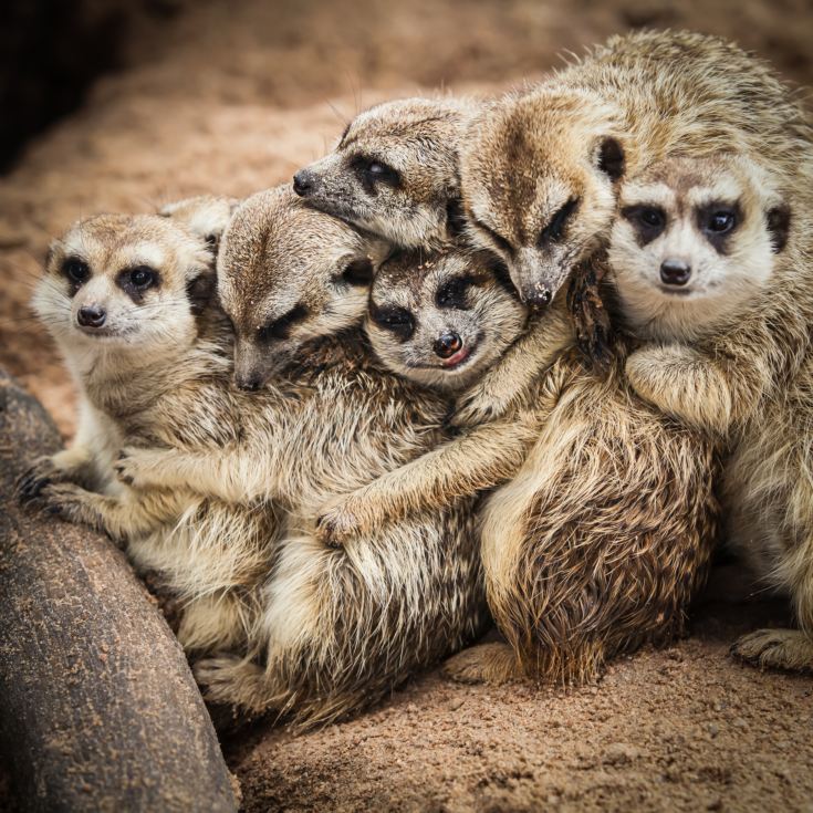 Meet the Meerkats for Two product image