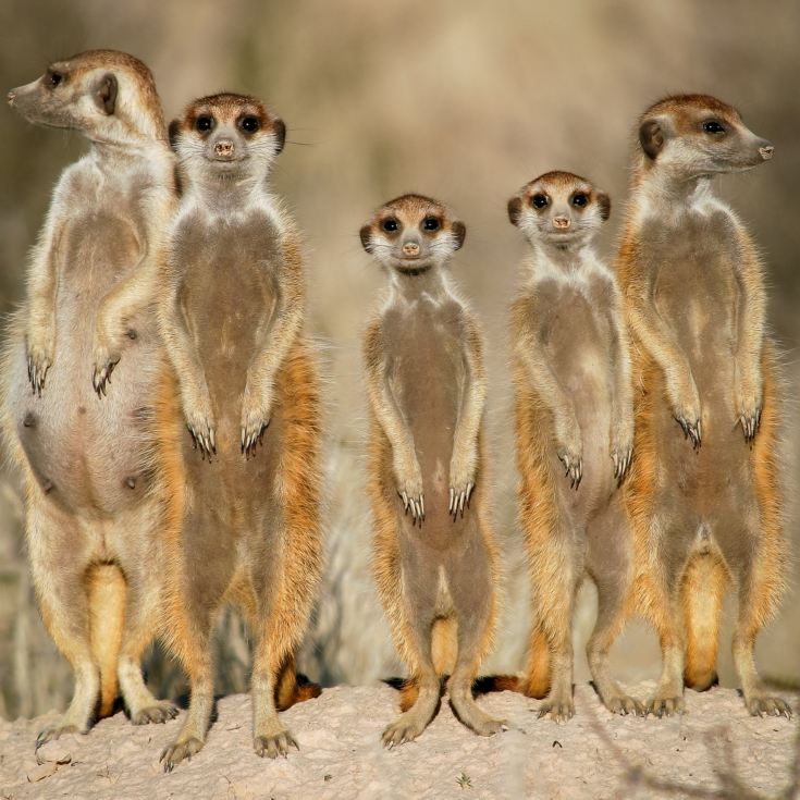 Meet the Meerkats for Two product image