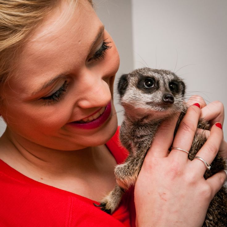 Meet the Meerkats for Two product image
