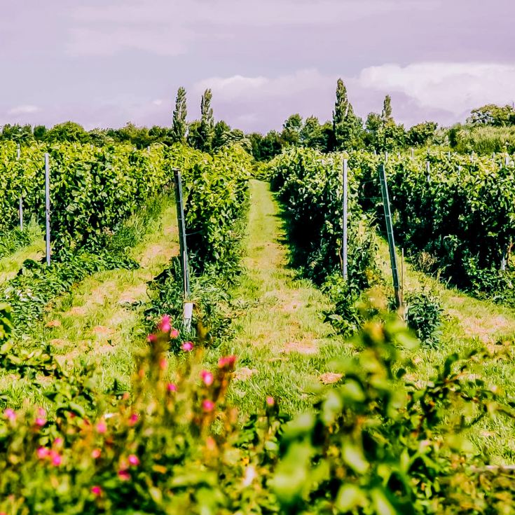 Vineyard Tour & Lunch product image