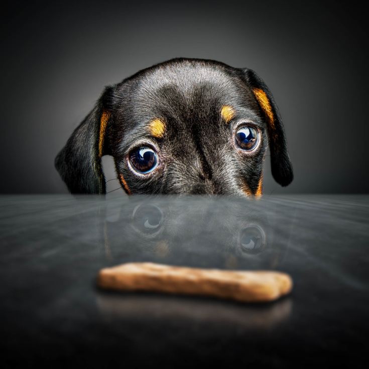 3 Month Puppy Treat Subscription product image