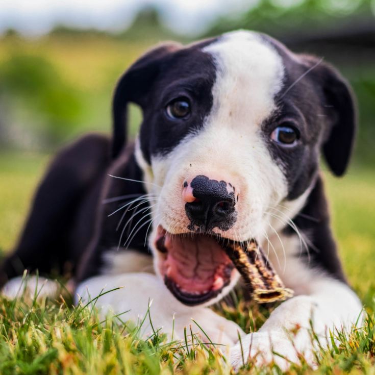 3 Month Puppy Treat Subscription product image