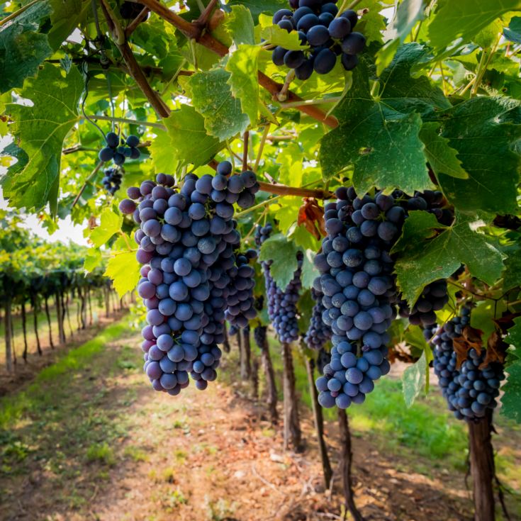 Vineyard Tour & Lunch product image