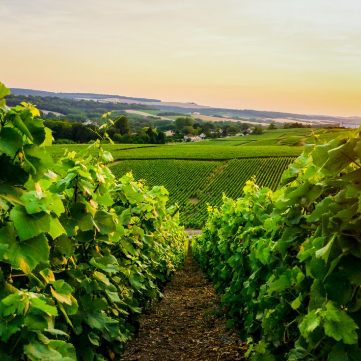 Vineyard Tour & Lunch product image