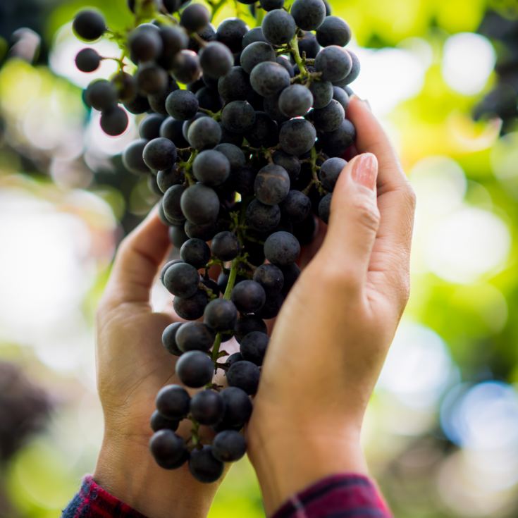 Vineyard Tour & Lunch product image