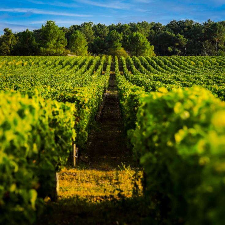 Vineyard Tour & Lunch product image