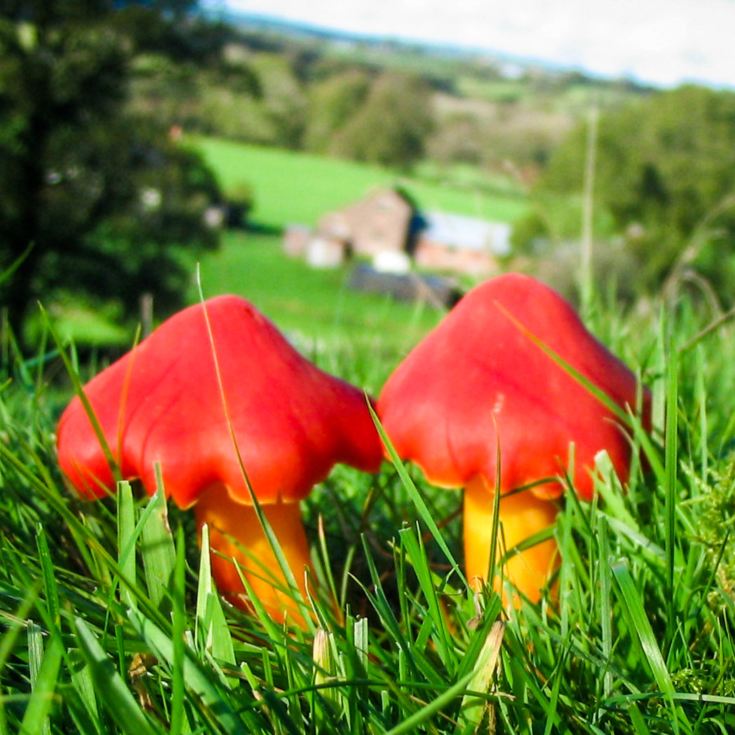 Family Experience at National Botanic Garden of Wales product image